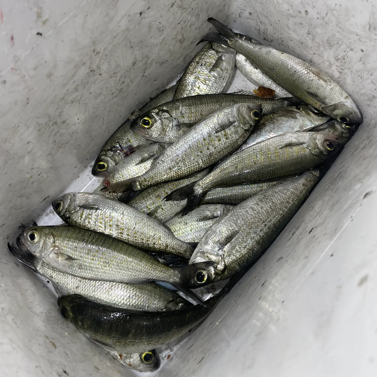 The most recent Australian ruff catches on Fishbrain