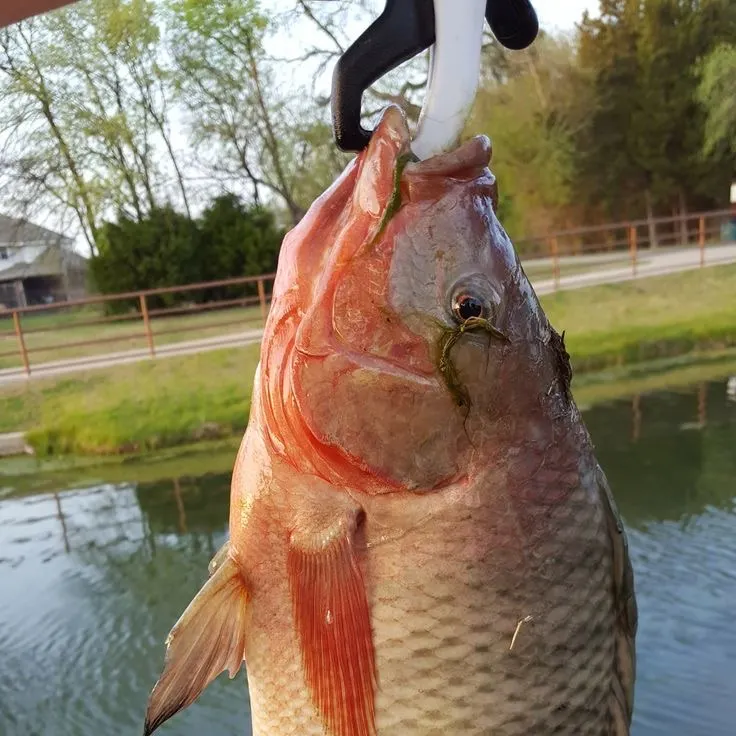 Nile tilapia caught on Fishbrain