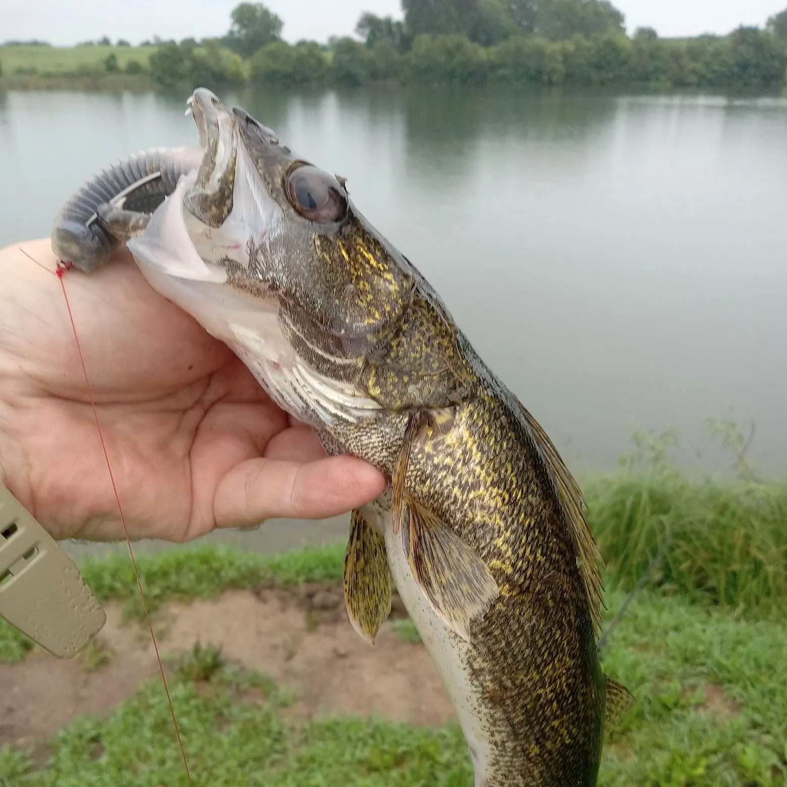 The most recent Saugeye catches on Fishbrain