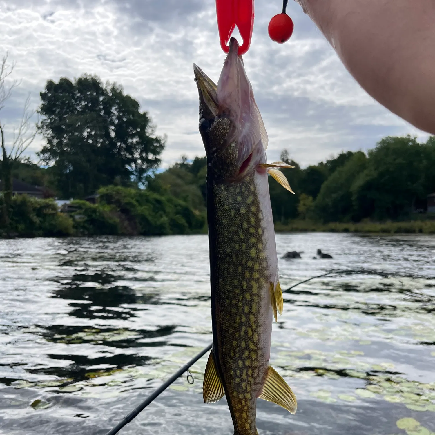 Chain pickerel caught on Fishbrain