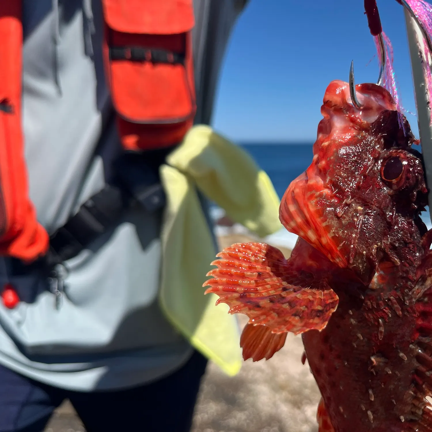 The most recent Small red scorpionfish catches on Fishbrain