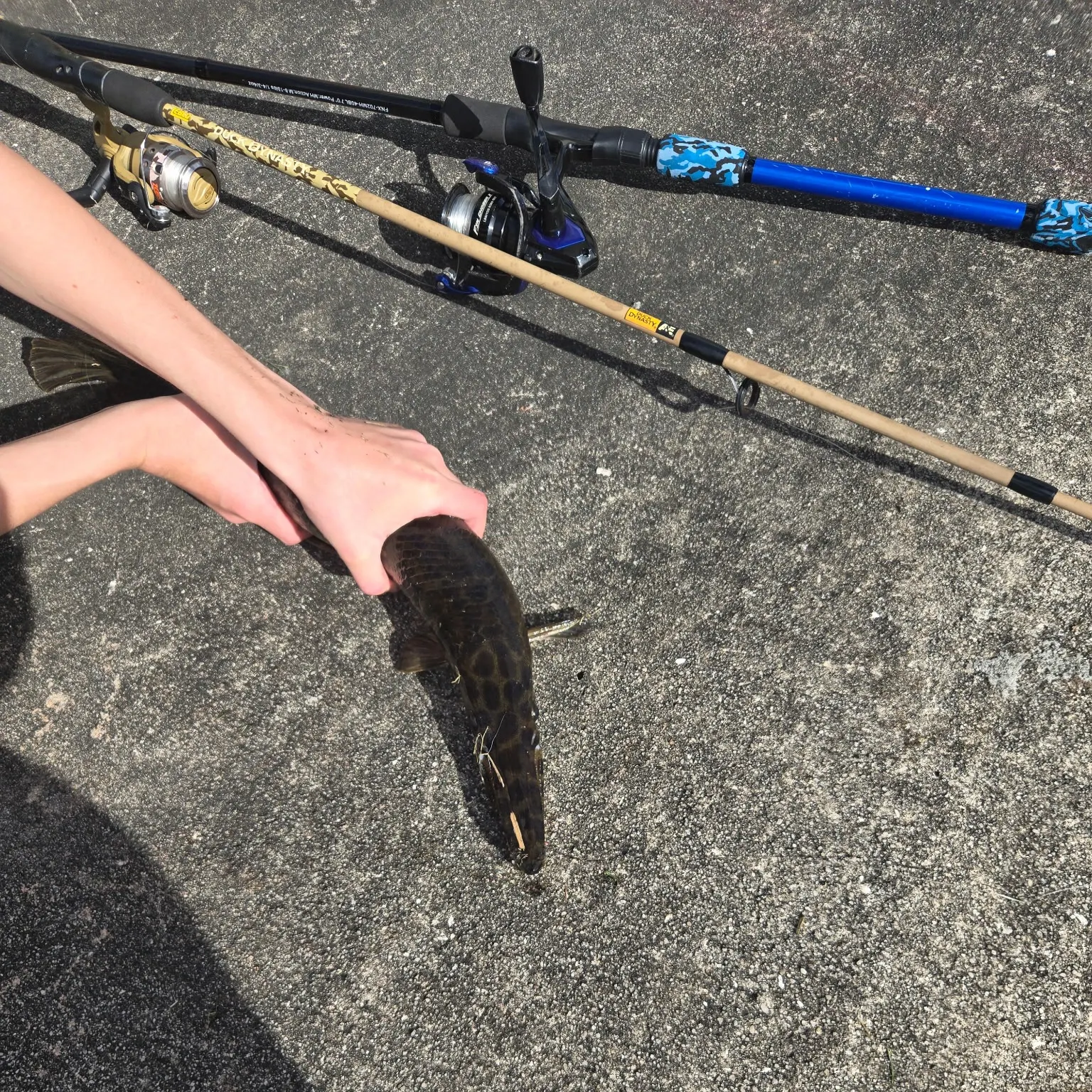 The most recent Spotted gar catches on Fishbrain