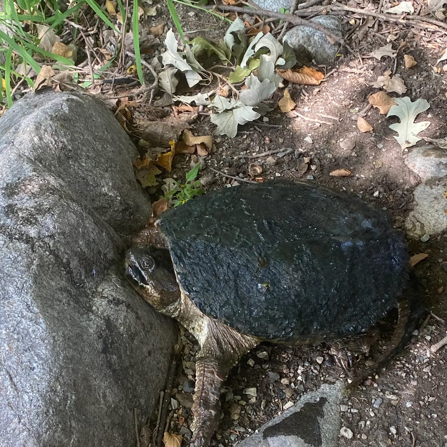 Common snapping turtle caught on Fishbrain