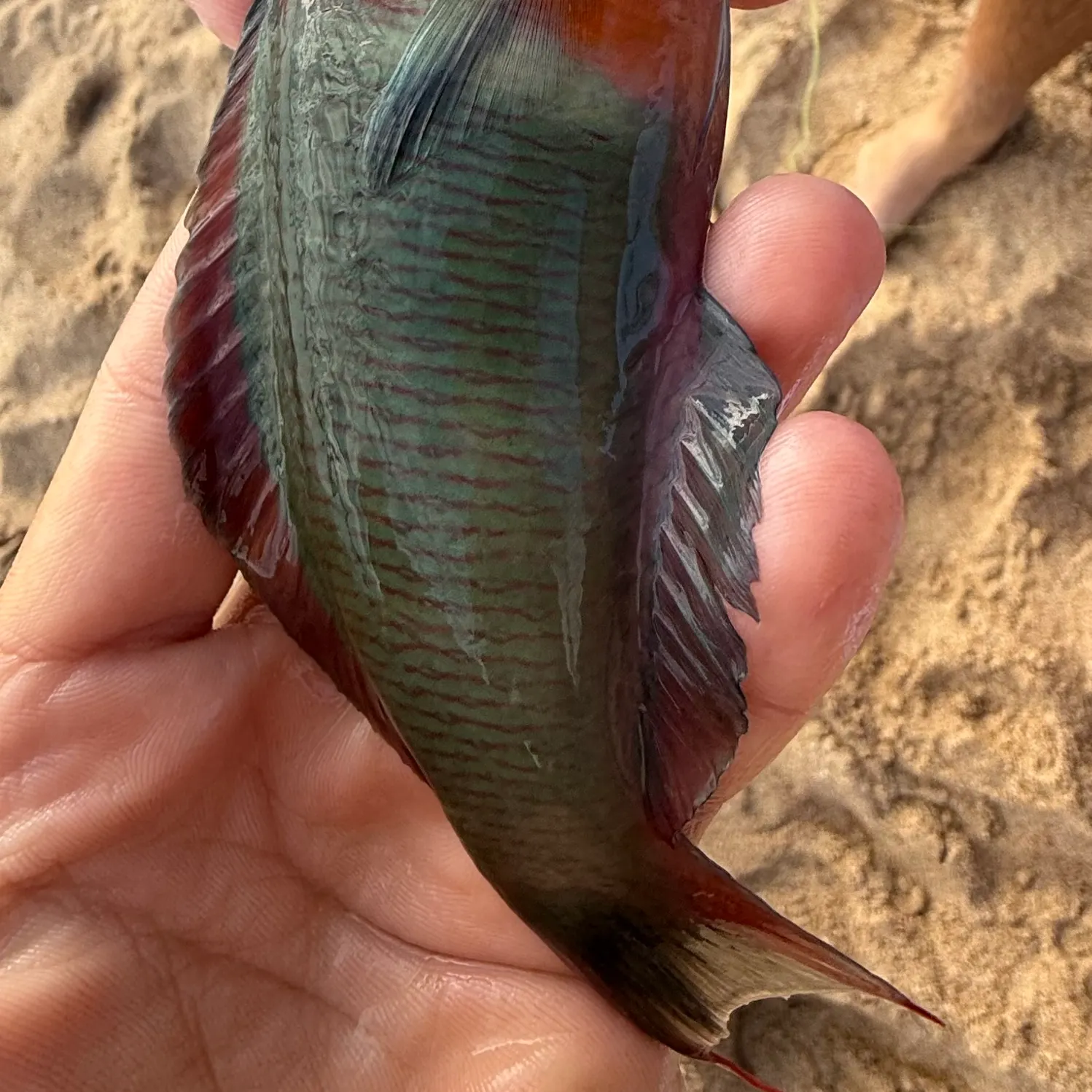 The most recent Saddle wrasse catches on Fishbrain