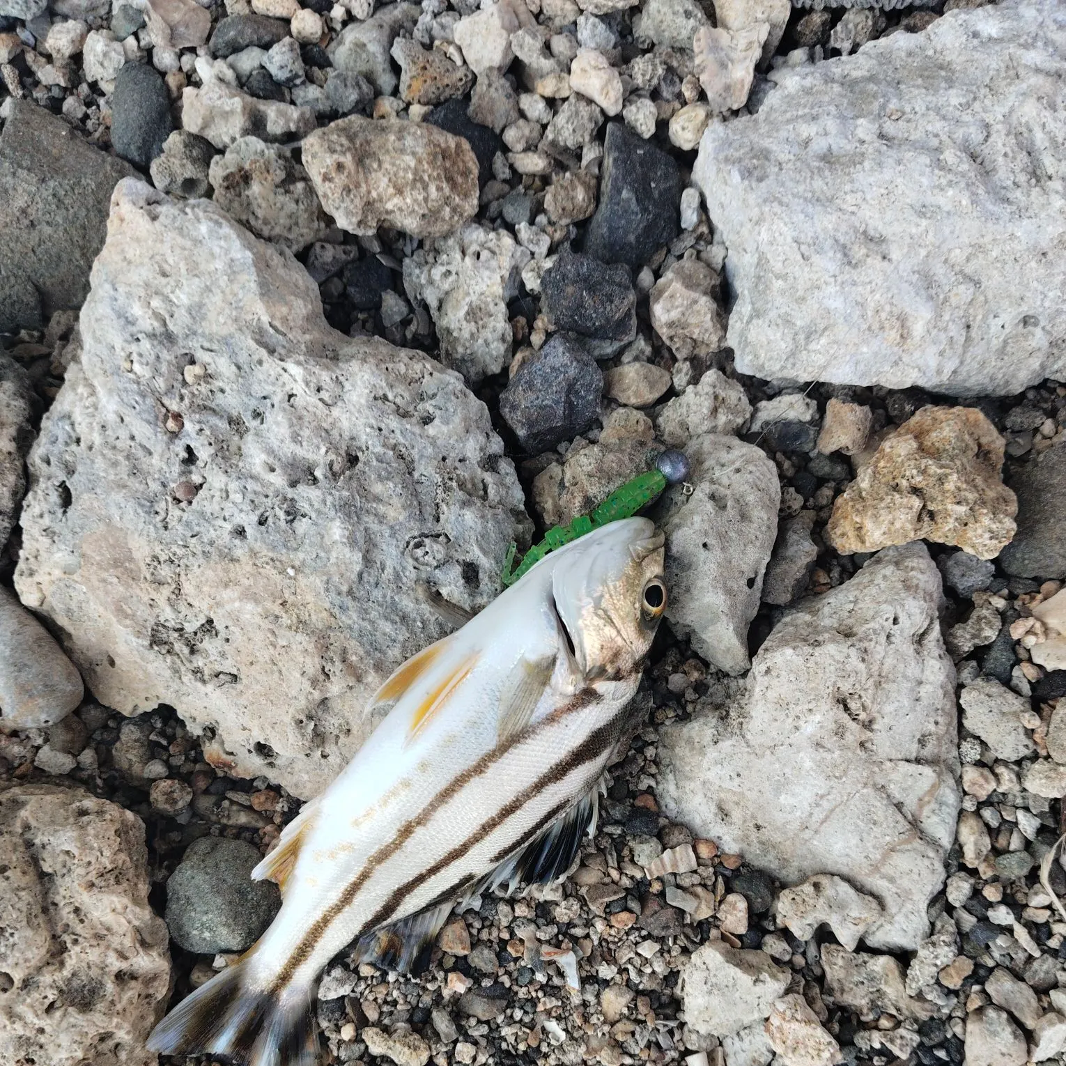 Jarbua terapon caught on Fishbrain