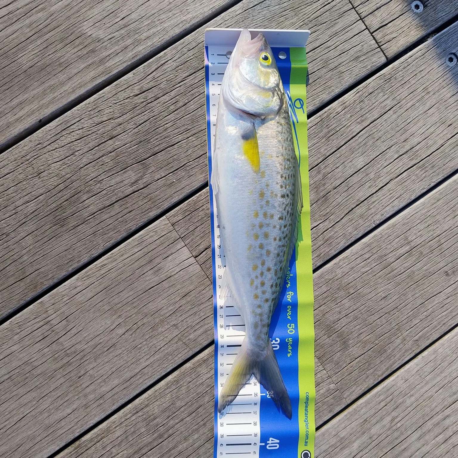 The most recent Western Australian salmon catches on Fishbrain