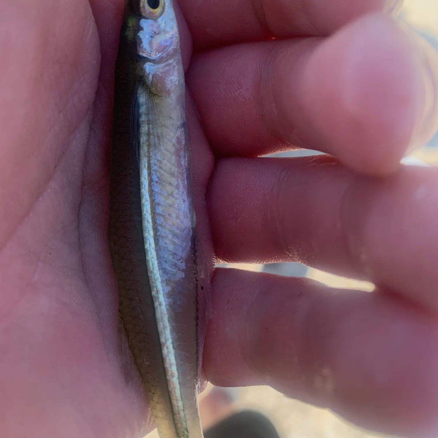 The most recent Brook silverside catches on Fishbrain