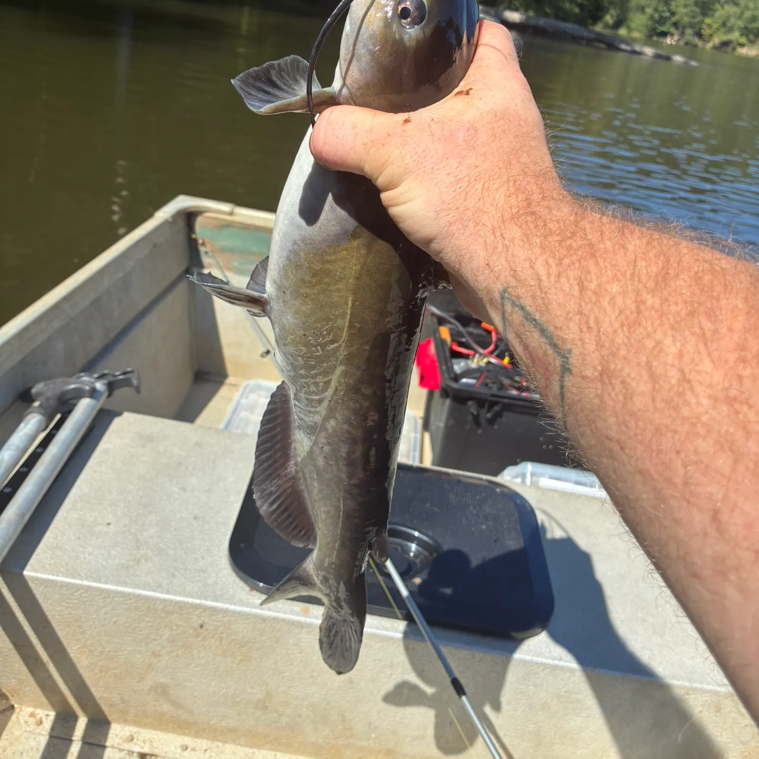Channel catfish caught on Fishbrain