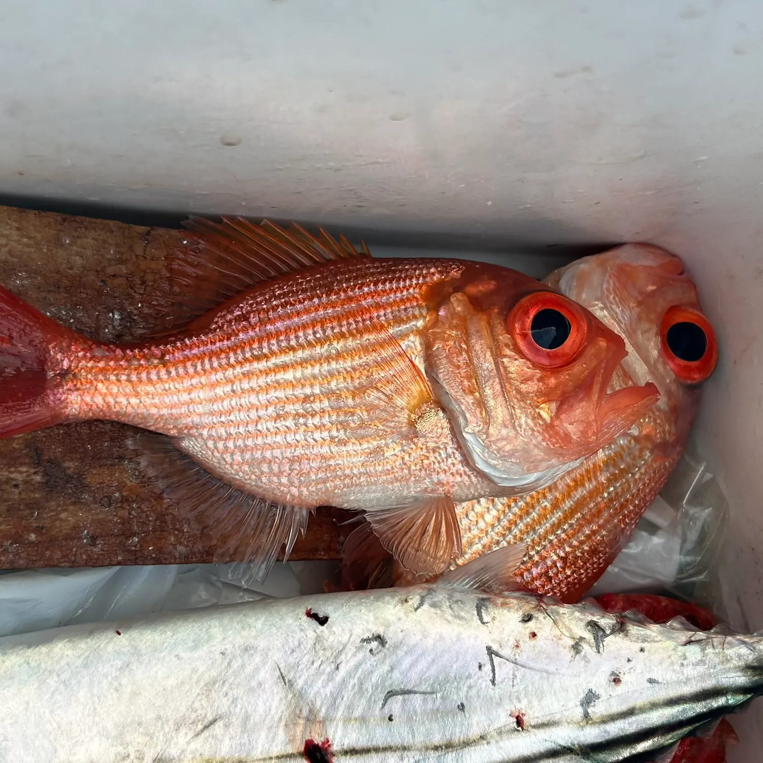 The most recent Eastern nannygai catches on Fishbrain