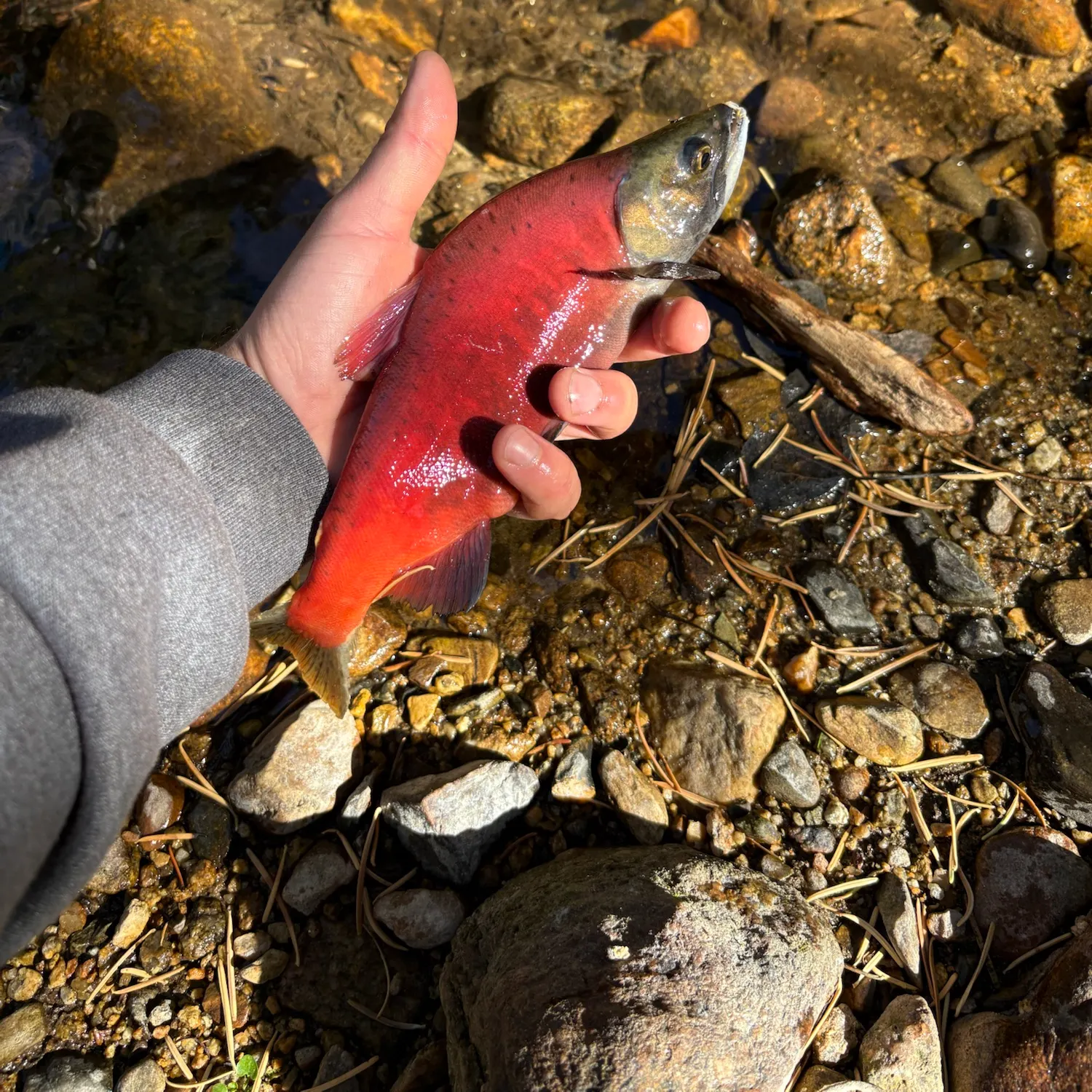Sockeye salmon caught on Fishbrain