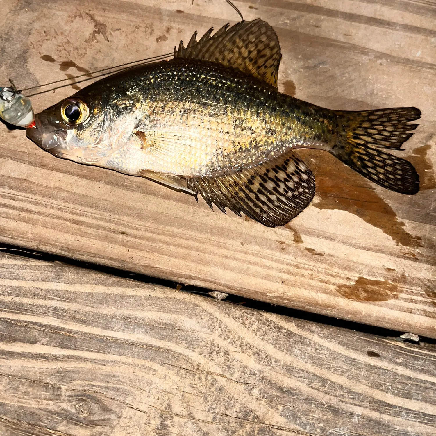 The most recent Flier catches on Fishbrain