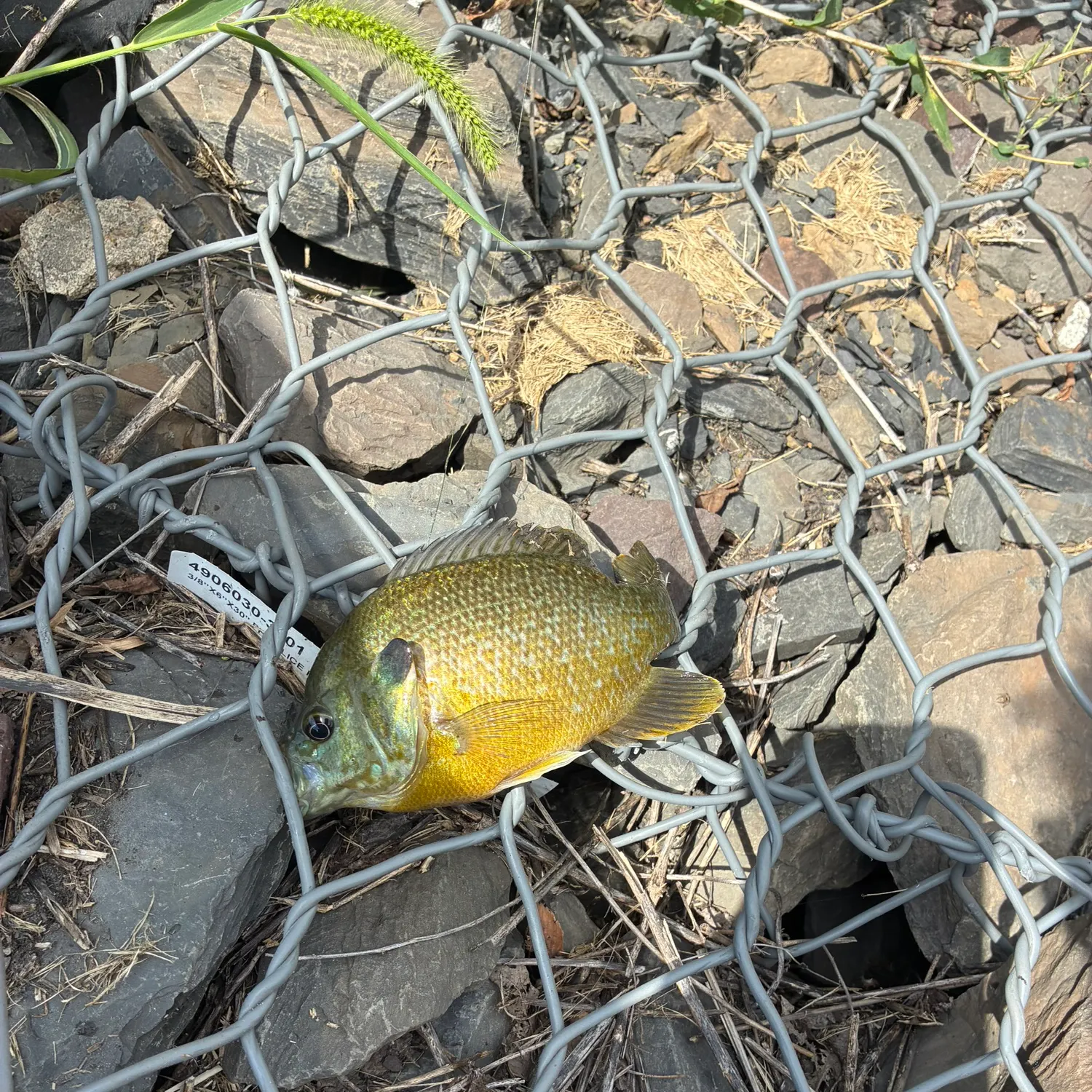 Bluegill caught on Fishbrain