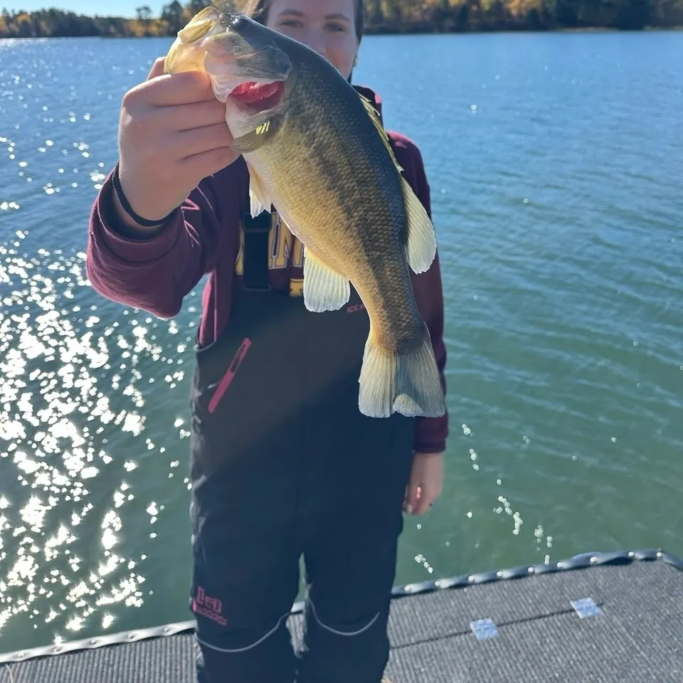Largemouth bass caught on Fishbrain
