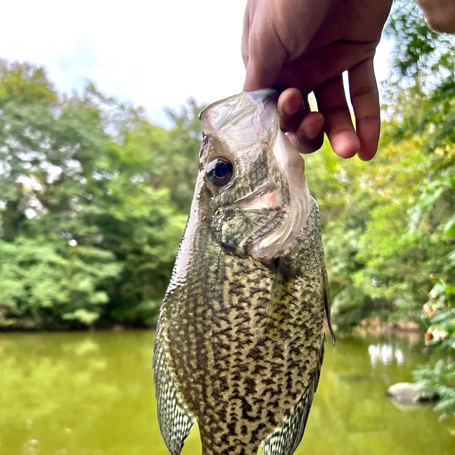 Black crappie caught on Fishbrain