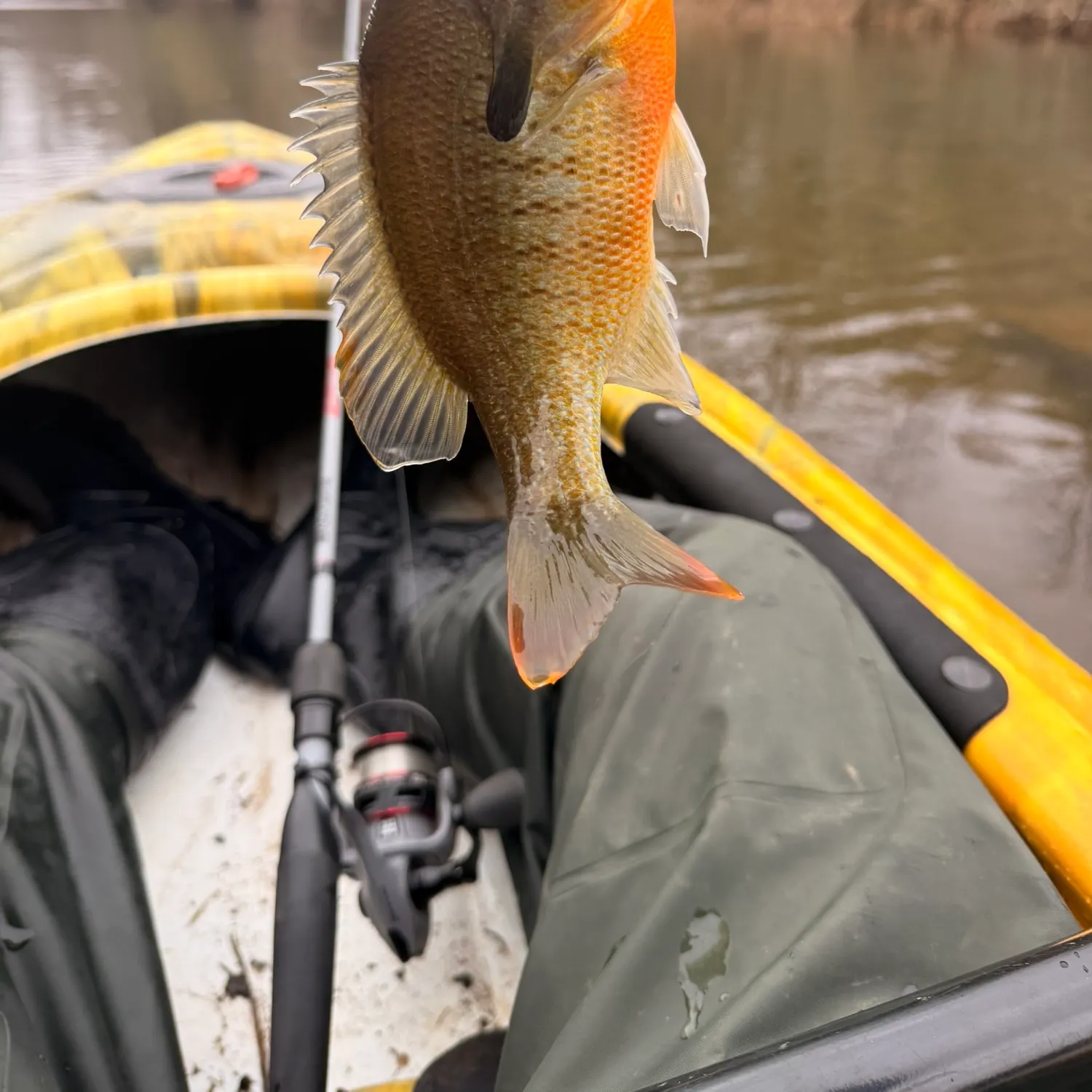 The most recent Redbreast sunfish catches on Fishbrain