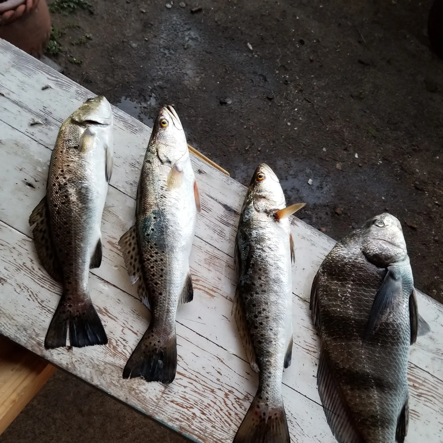 recently logged catches