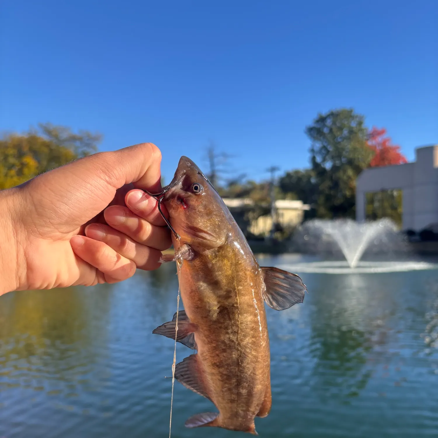 White bullhead caught on Fishbrain
