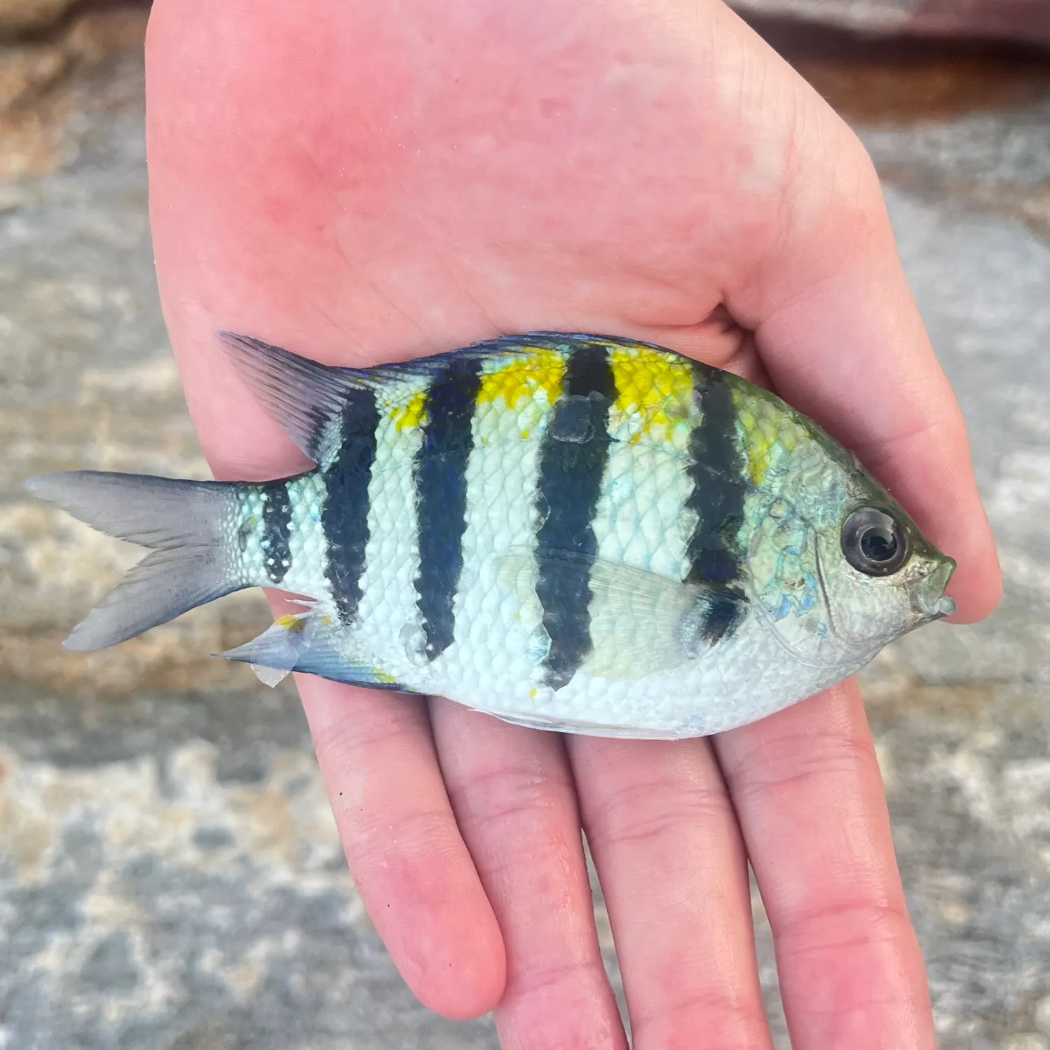 The most recent Indo-Pacific sergeant catches on Fishbrain