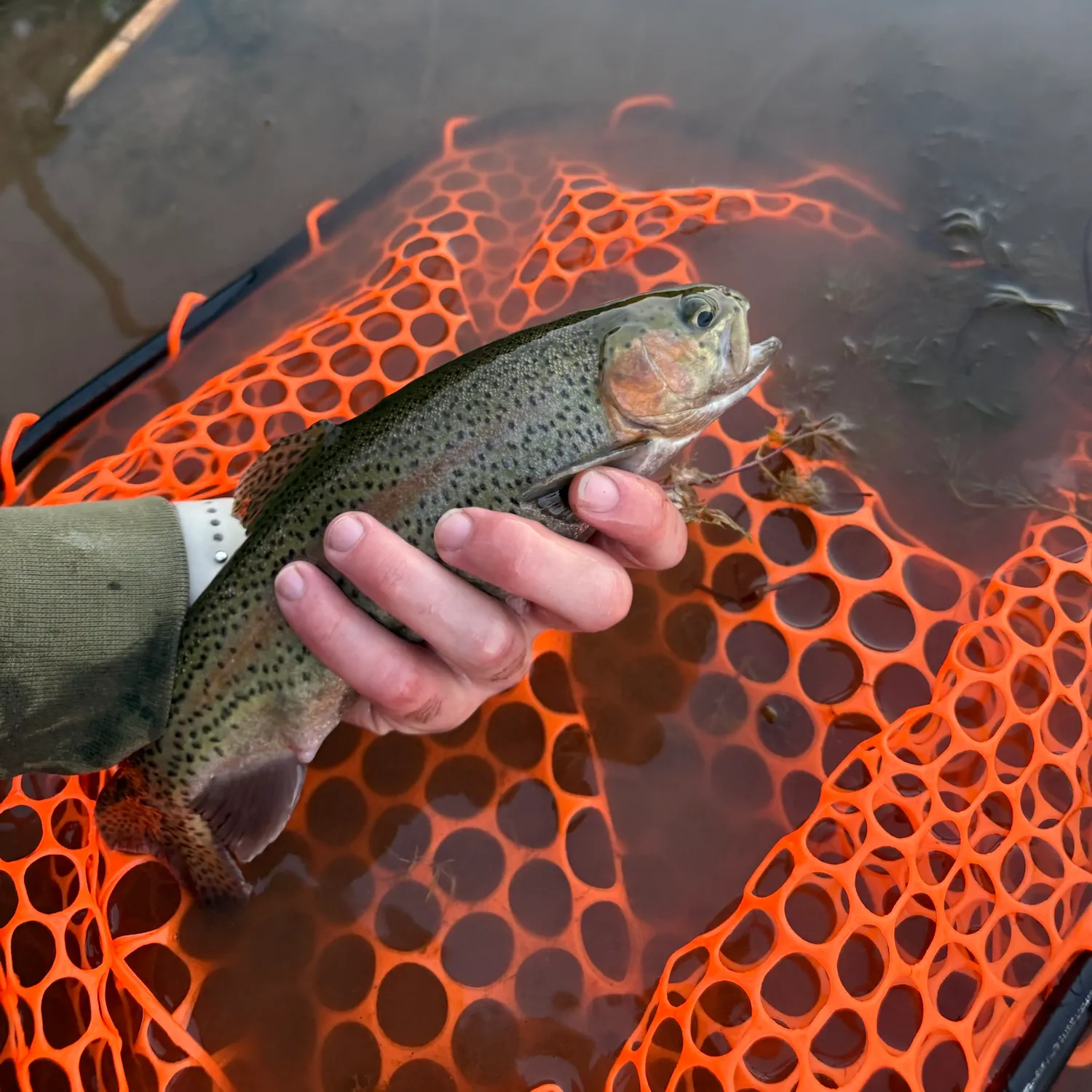 Rainbow trout caught on Fishbrain