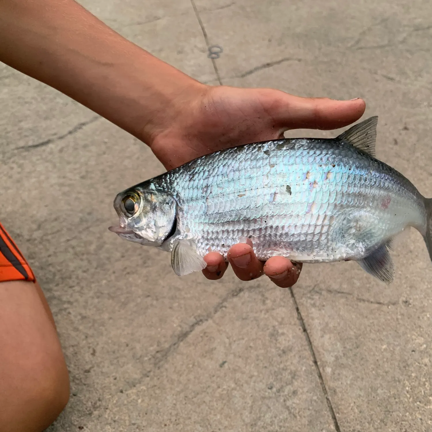 The most recent Mooneye catches on Fishbrain