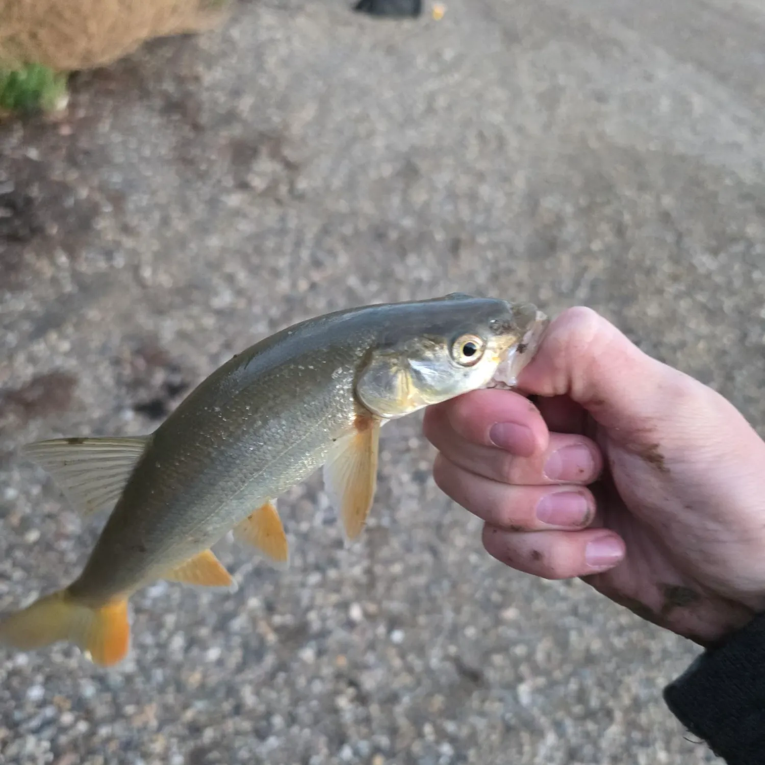 The most recent Umpqua pikeminnow catches on Fishbrain