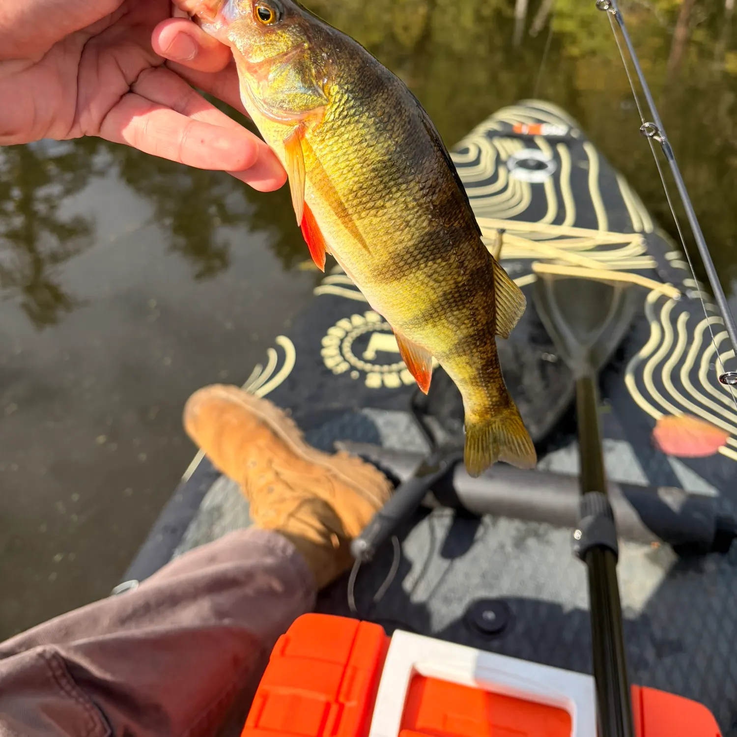 Yellow perch caught on Fishbrain