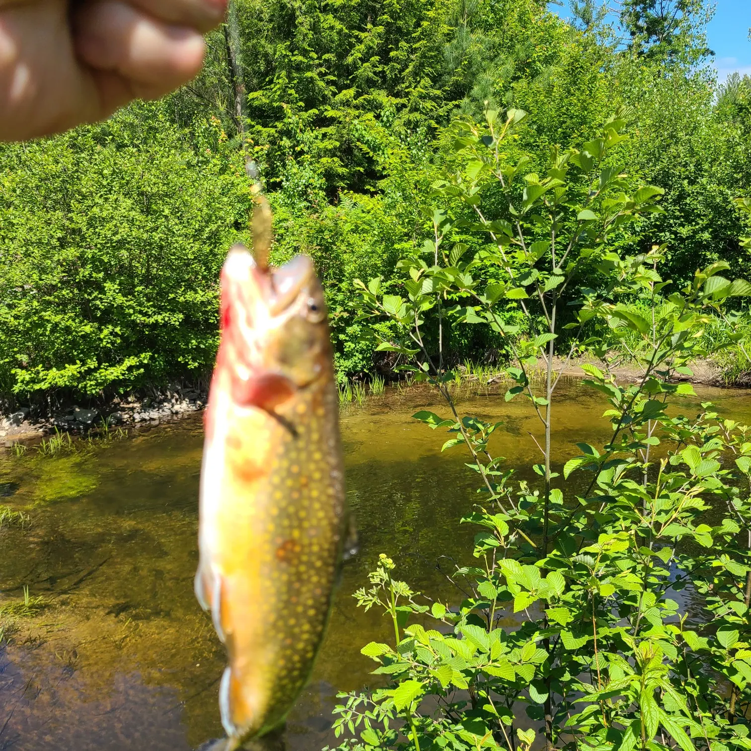 Brook trout caught on Fishbrain