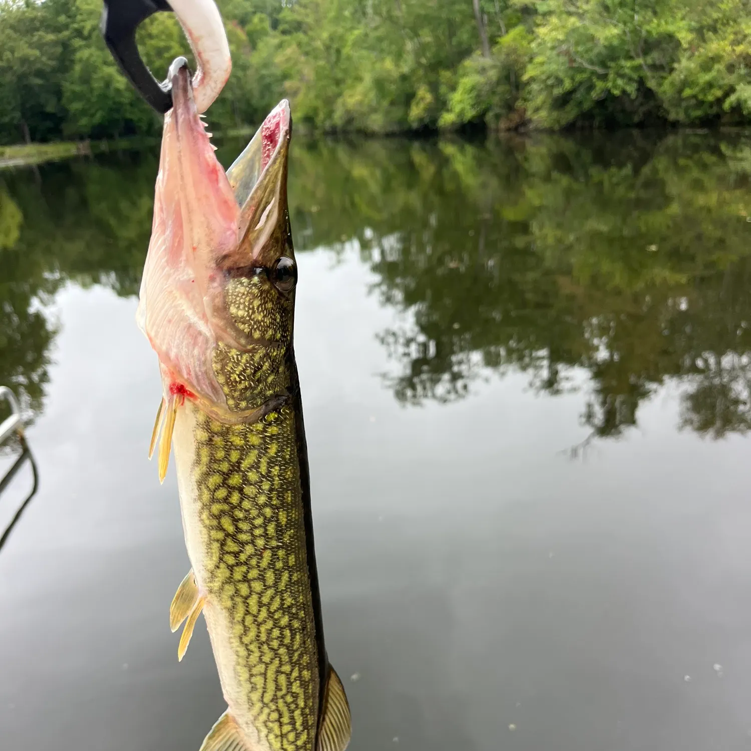 Chain pickerel caught on Fishbrain