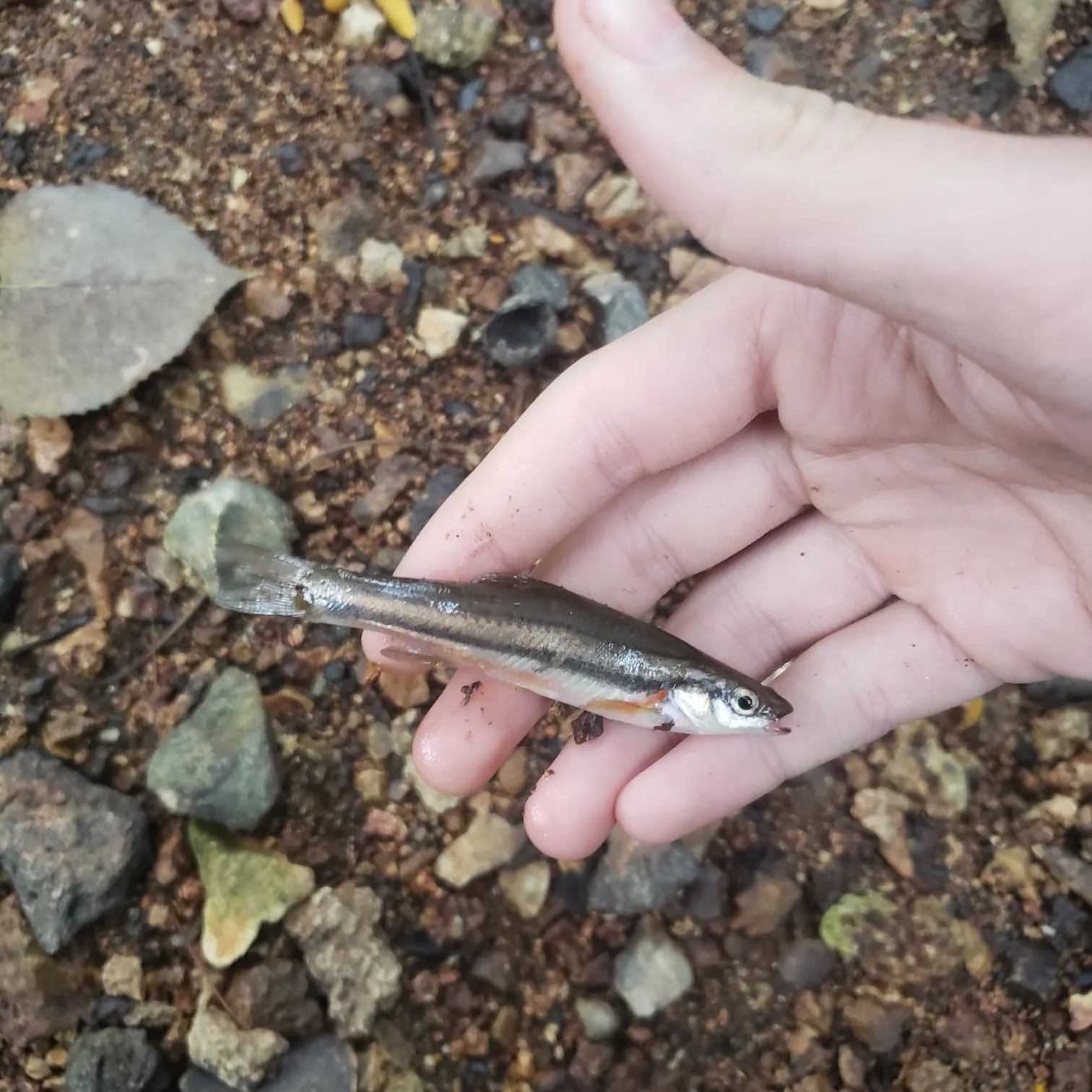 The most recent Eastern blacknose dace catches on Fishbrain