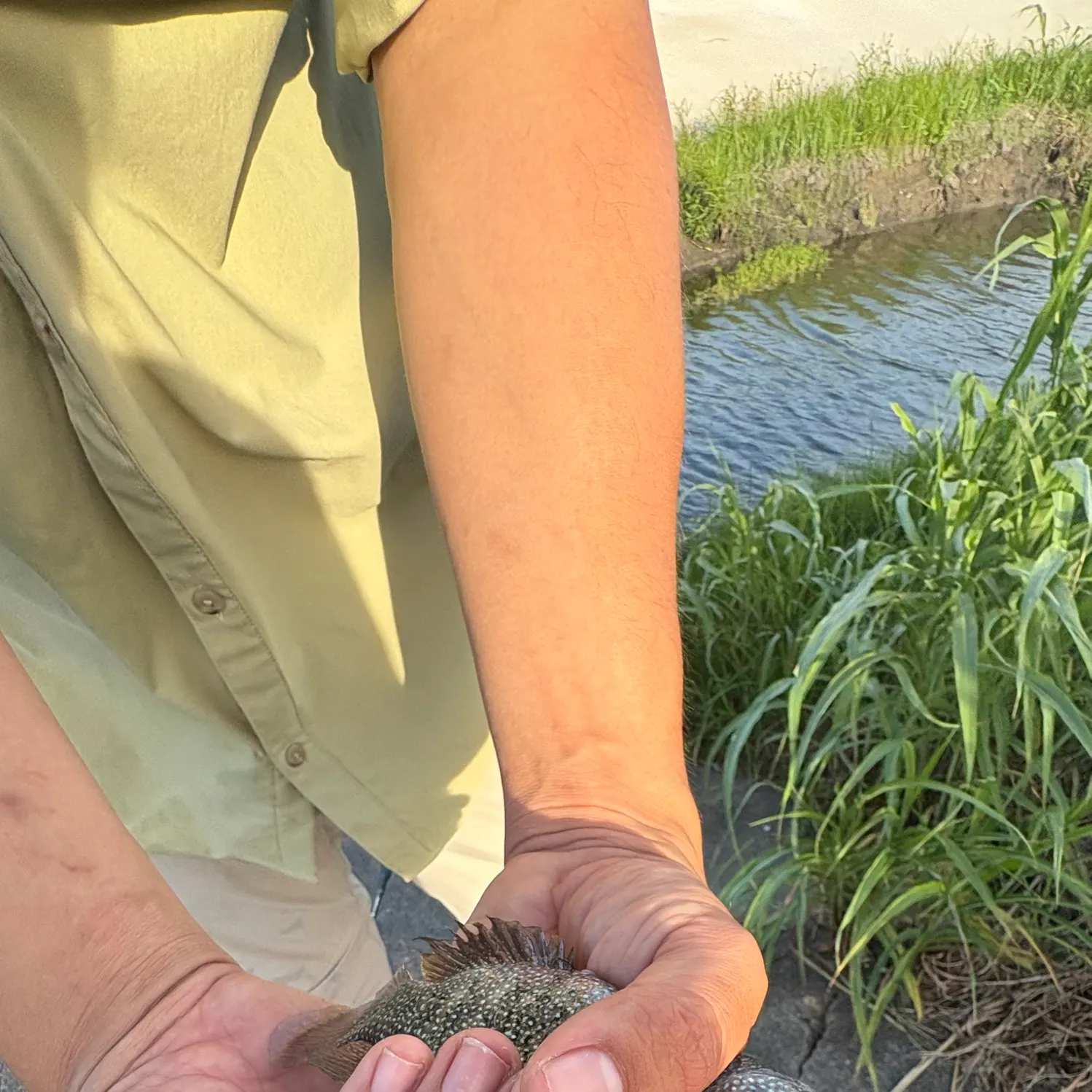 Rio Grande cichlid caught on Fishbrain