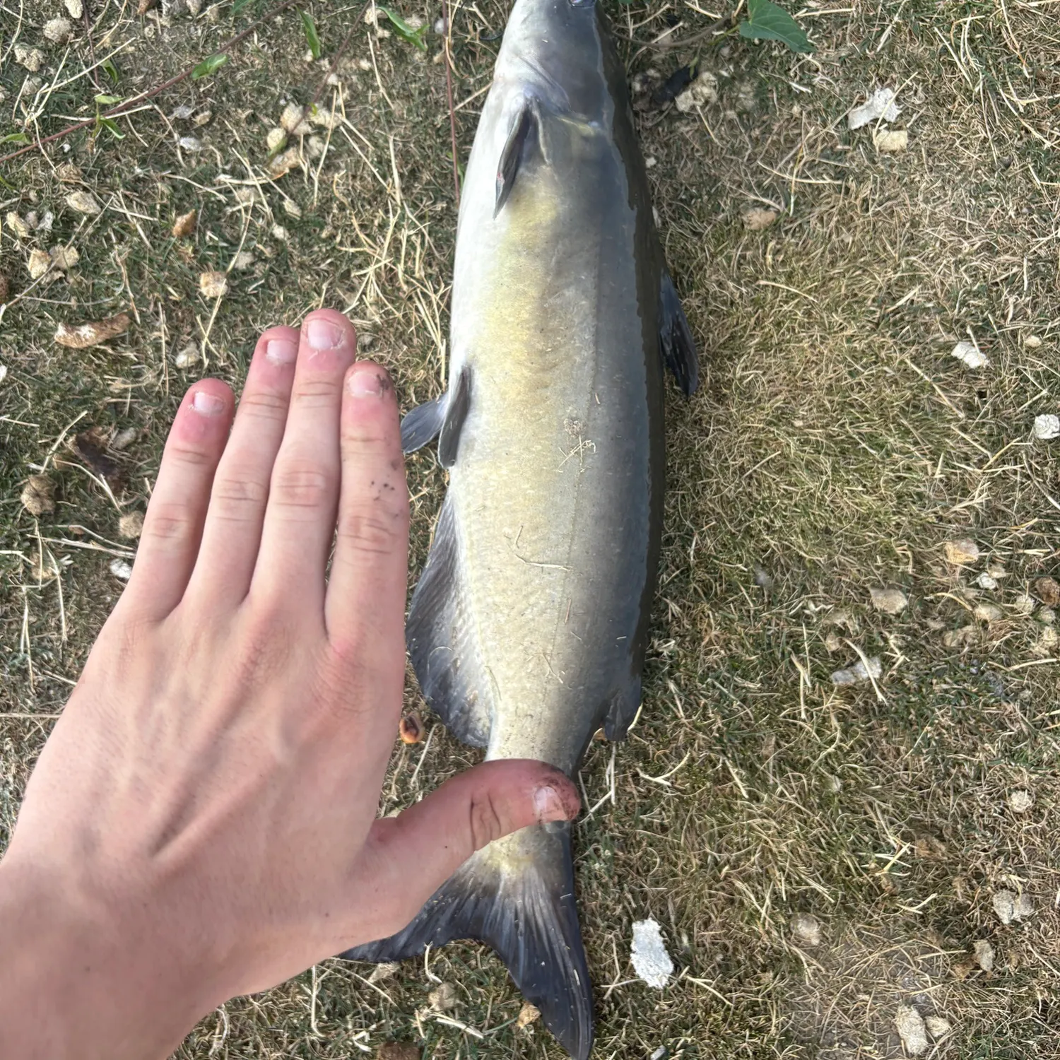 The most recent Channel catfish catches on Fishbrain