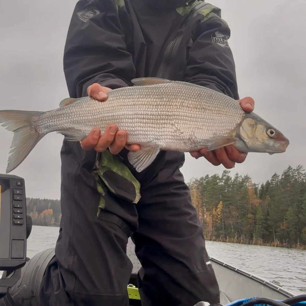 The most recent European whitefish catches on Fishbrain