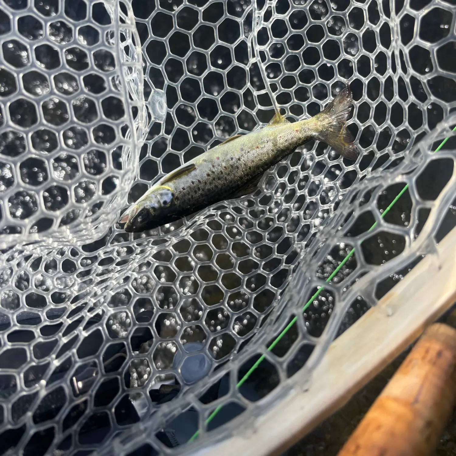 Landlocked atlantic salmon caught on Fishbrain