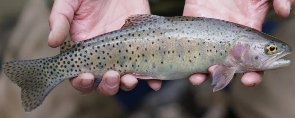 Bonneville cutthroat trout