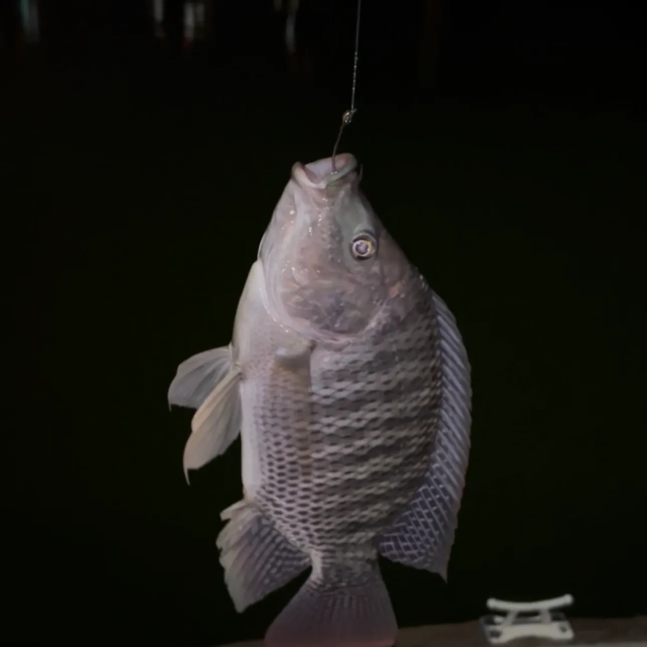 Nile tilapia caught on Fishbrain