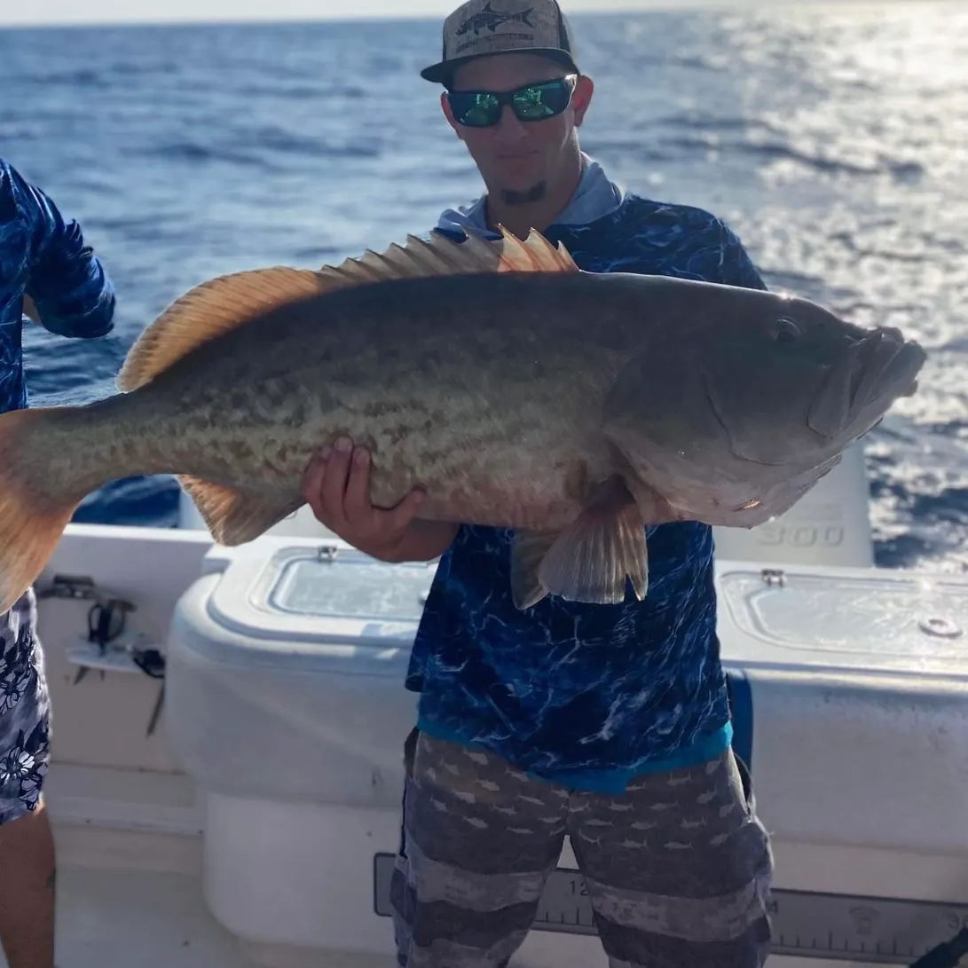 The most recent Gag grouper catches on Fishbrain