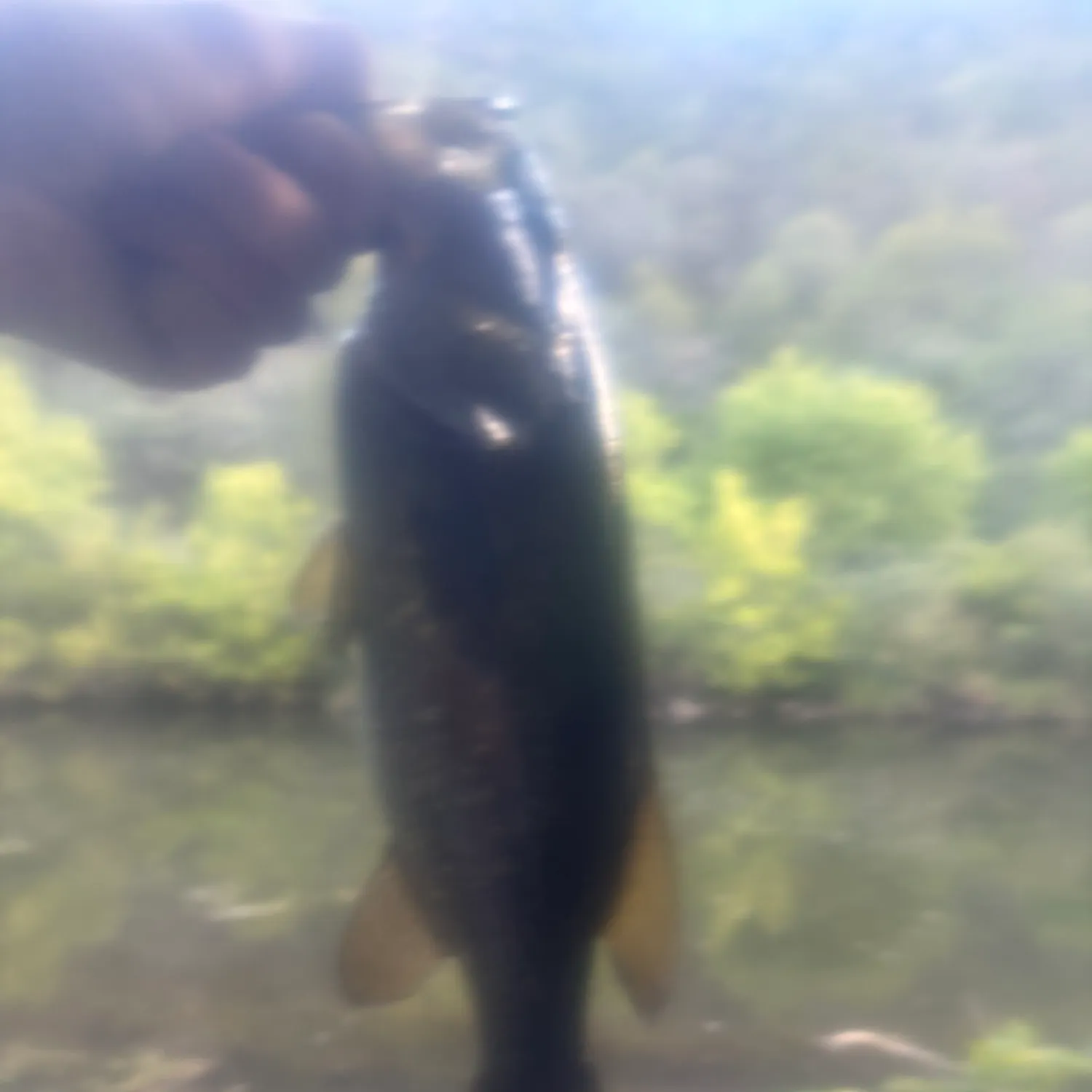Smallmouth bass caught on Fishbrain
