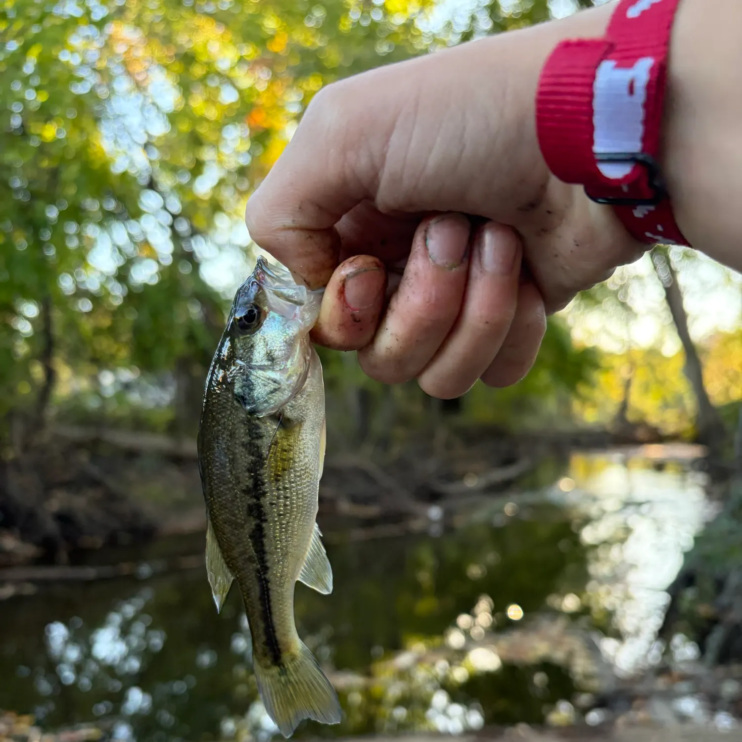 Spotted bass caught on Fishbrain
