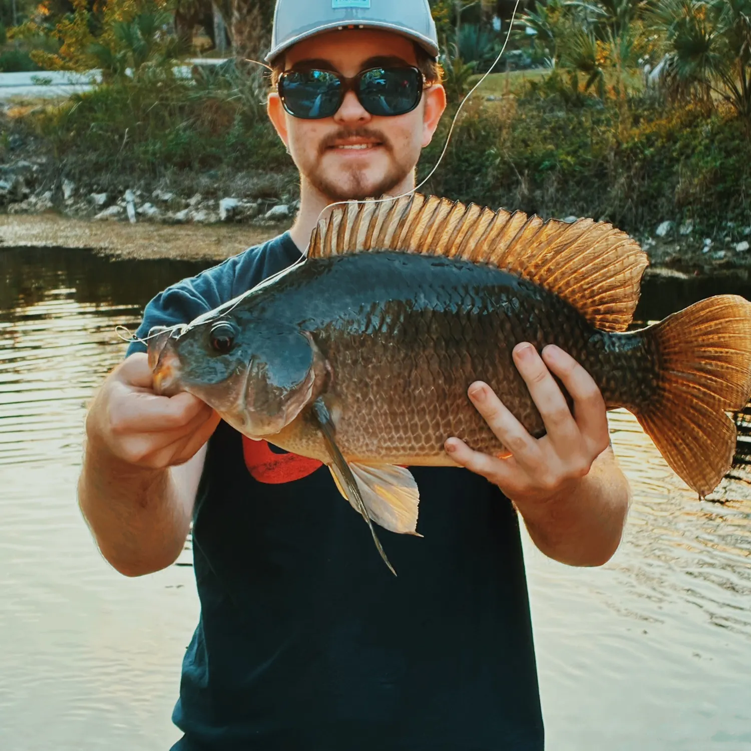 The most recent Mozambique tilapia catches on Fishbrain