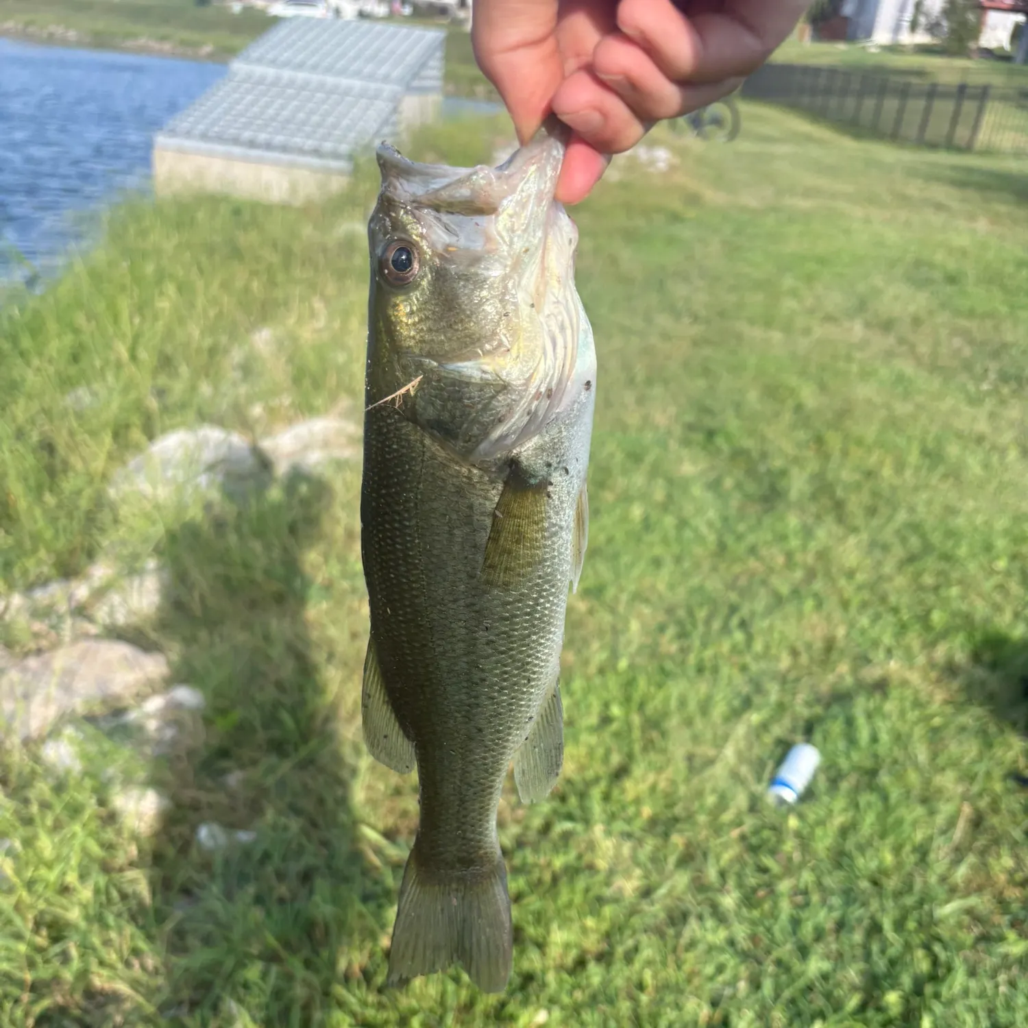 Smallmouth bass caught on Fishbrain