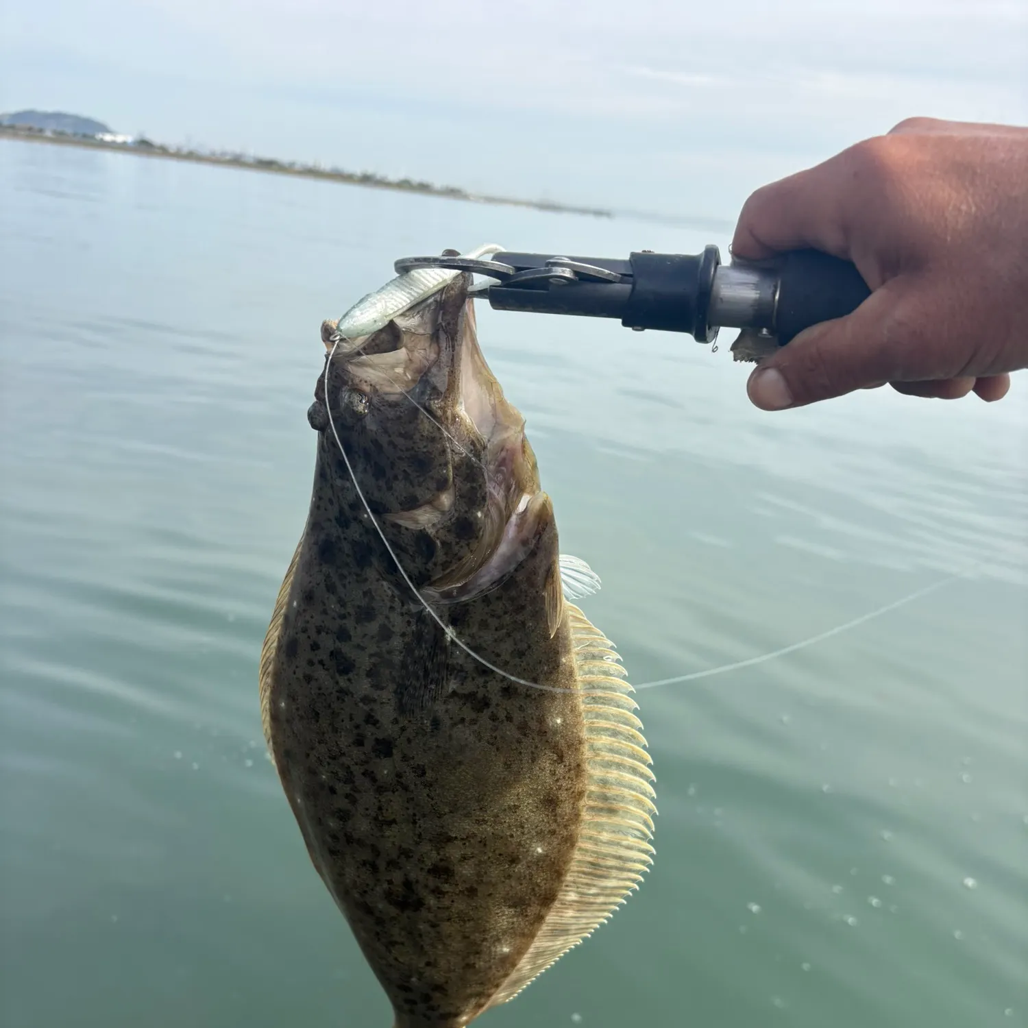 The most recent California halibut catches on Fishbrain