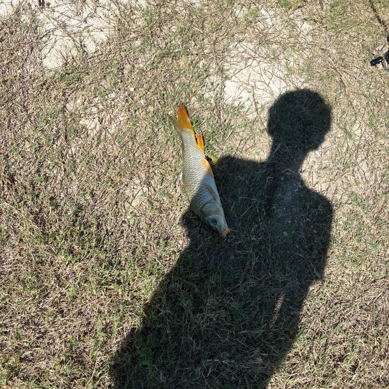 Common carp caught on Fishbrain