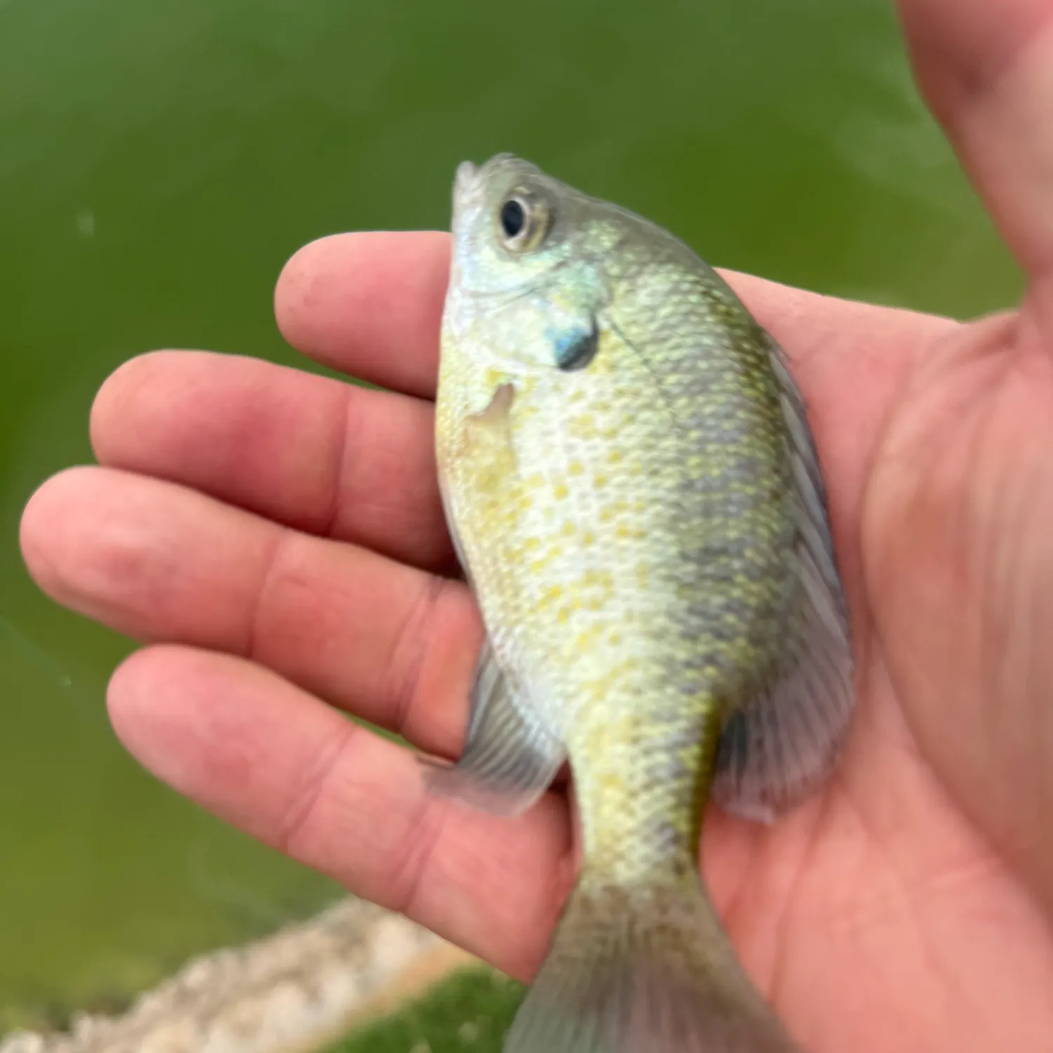 Bluegill caught on Fishbrain