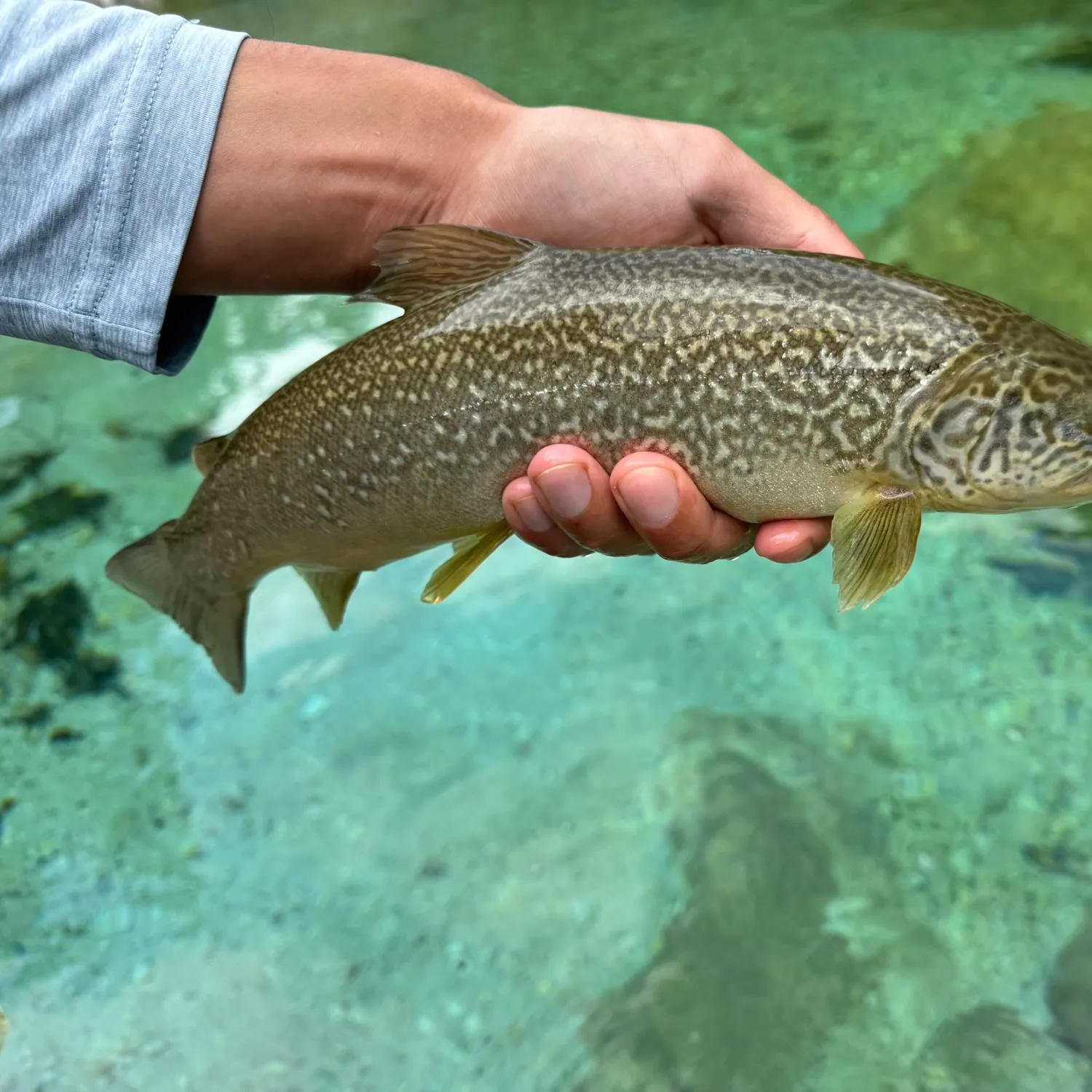 The most recent Marble trout catches on Fishbrain