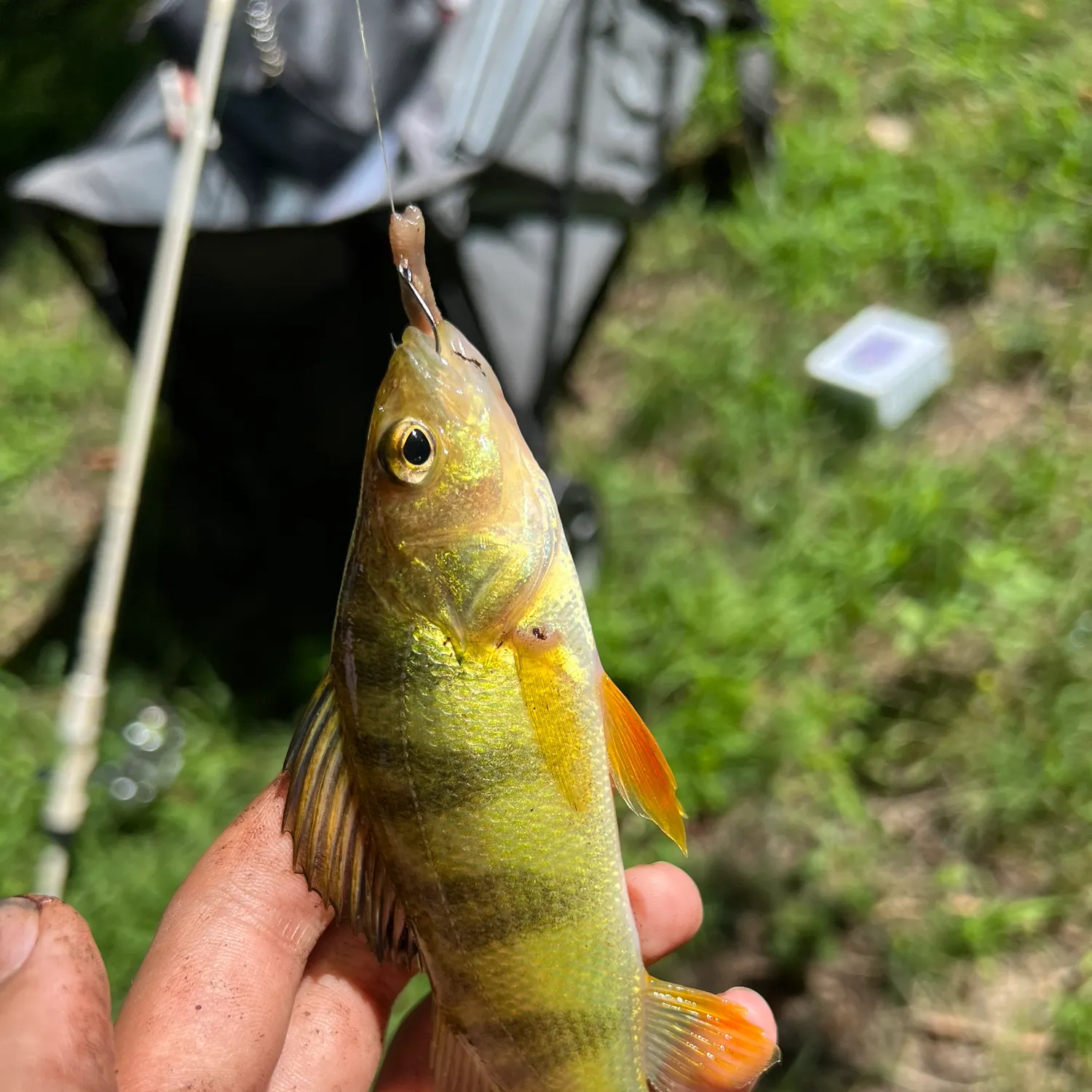 Yellow perch caught on Fishbrain