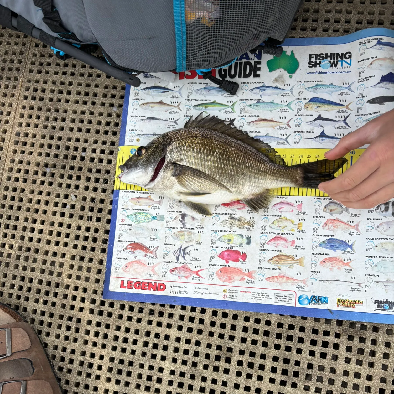 Southern black bream caught on Fishbrain