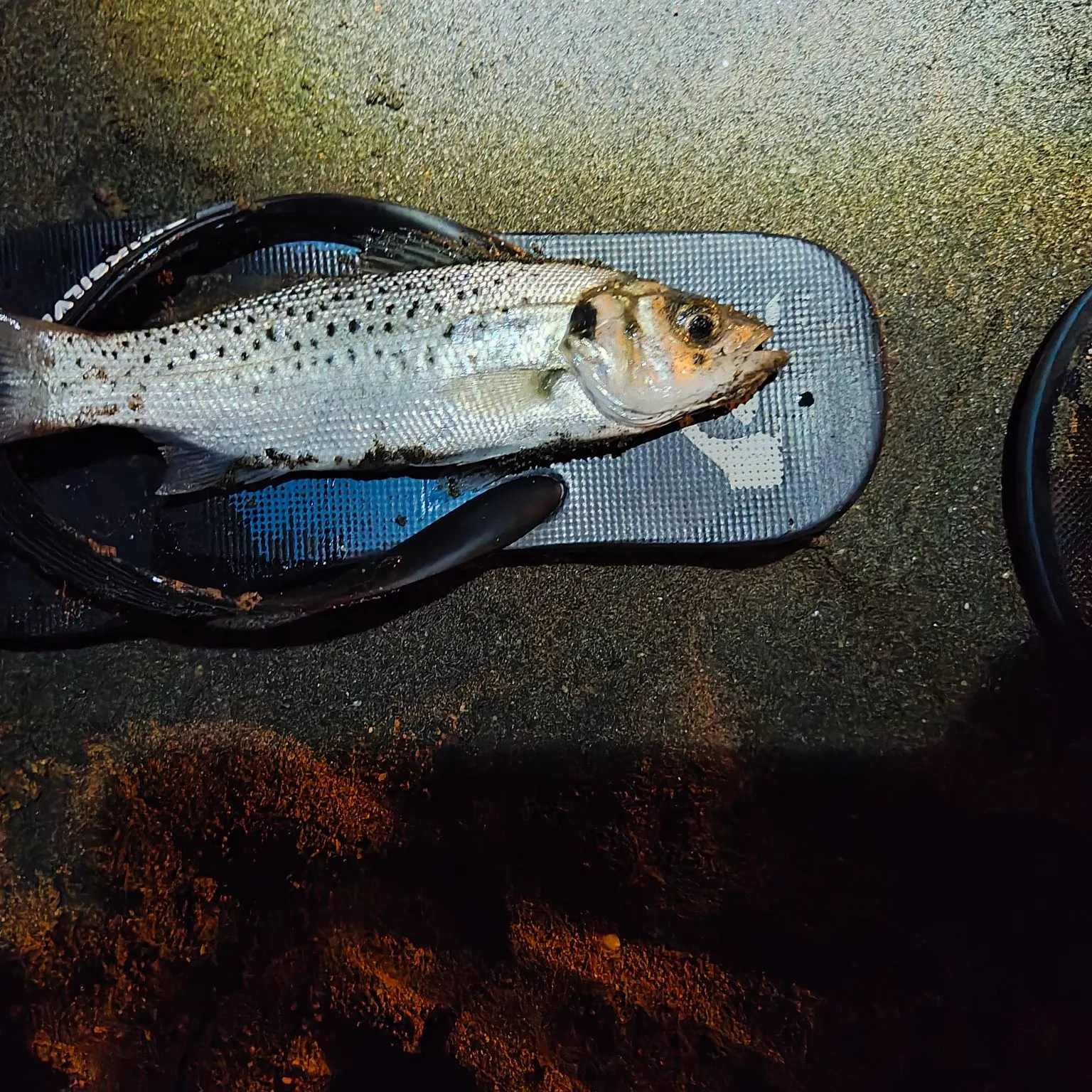 The most recent Spotted seabass catches on Fishbrain
