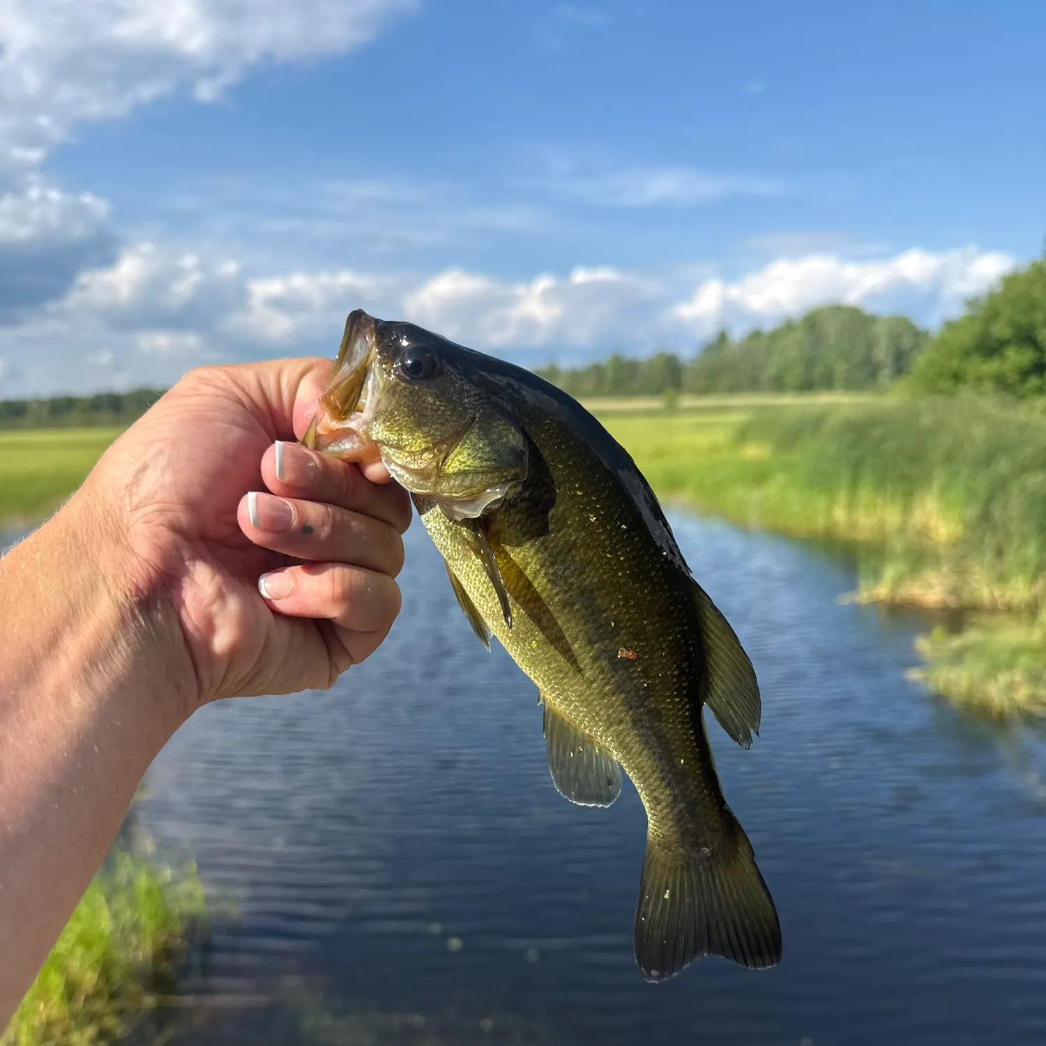 Largemouth bass caught on Fishbrain