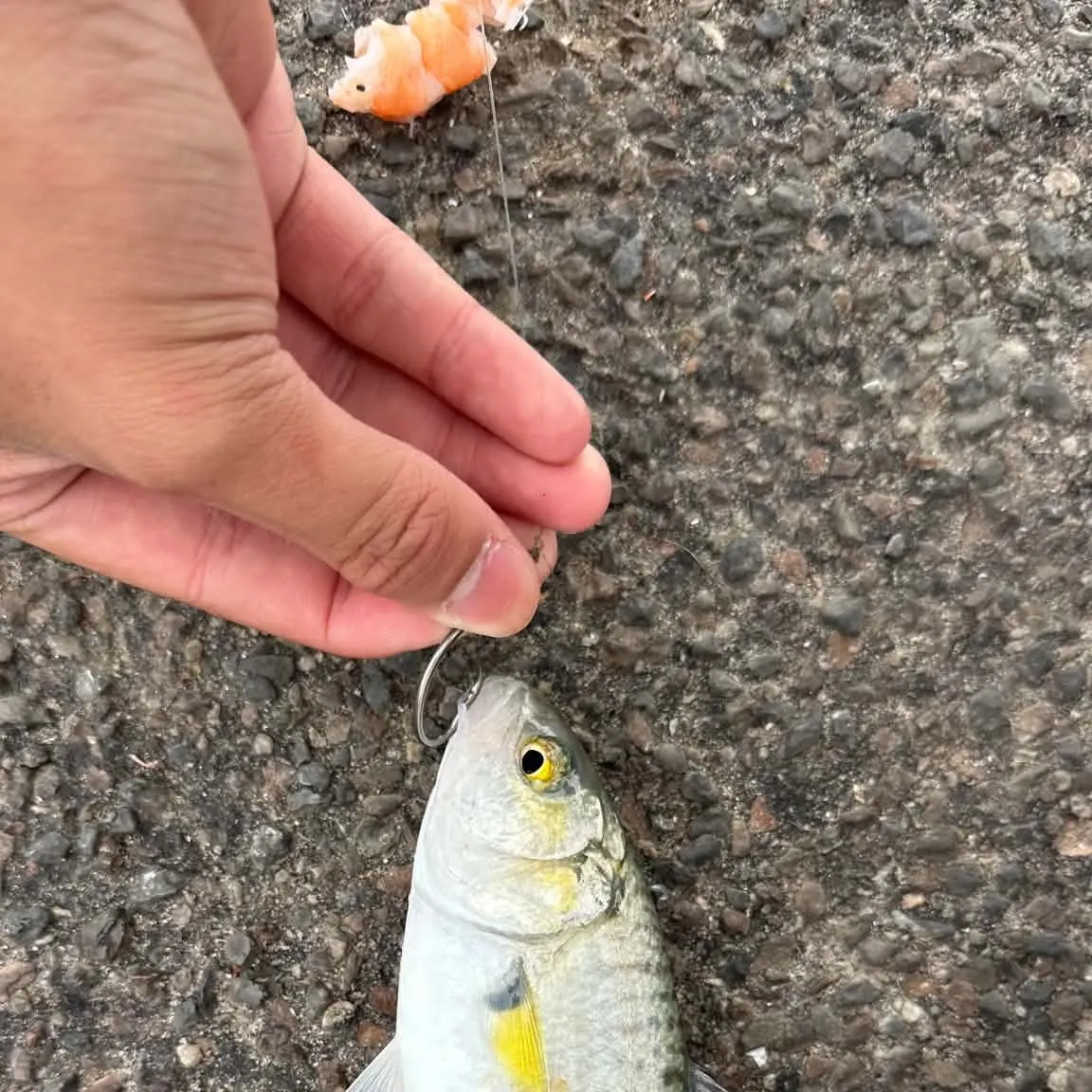 Eastern Australian salmon caught on Fishbrain