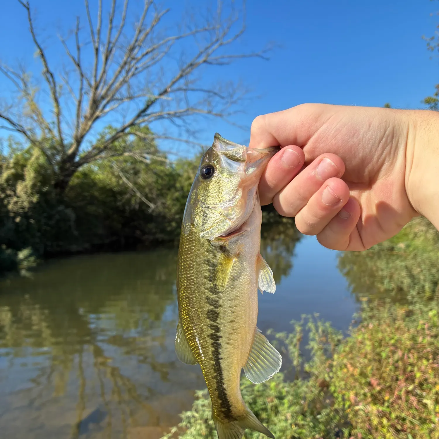 Largemouth bass caught on Fishbrain